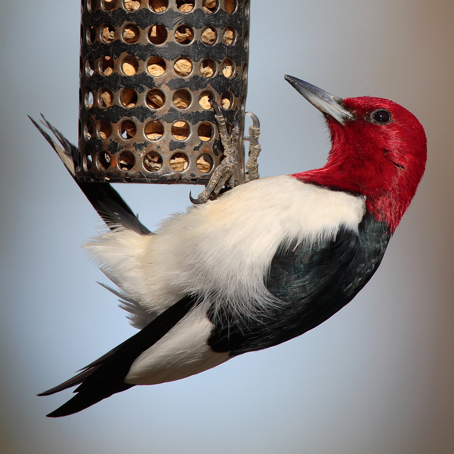 Vibrant Beak: The Bird with a Red Head and Long Beak